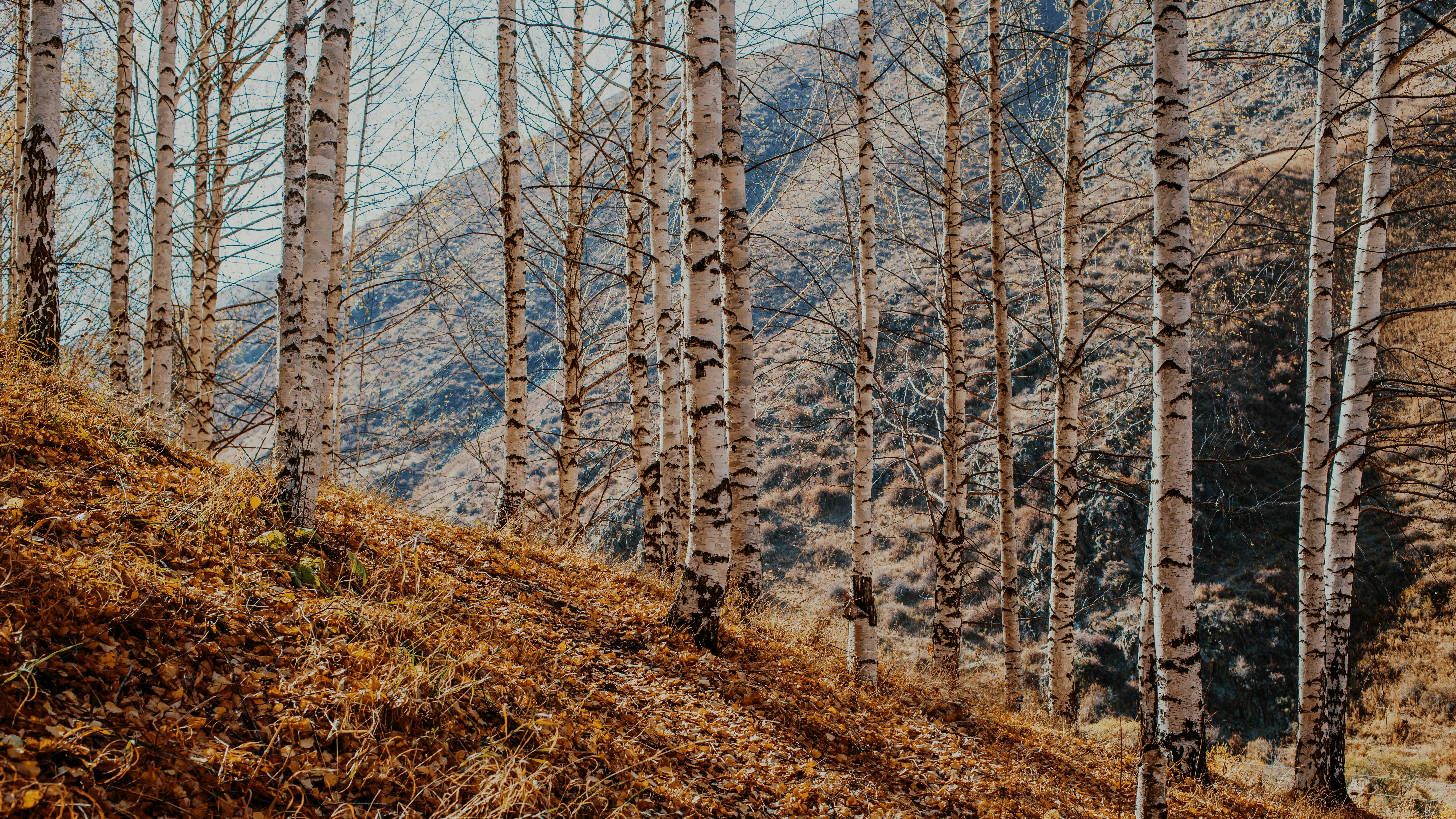 Northern Finnish birch forest — source of Crown Powder's xylitol