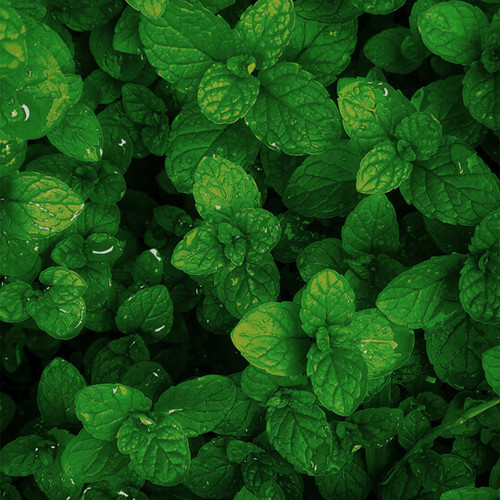Northern Indian mint fields — source of Crown Powder's spearmint oil
