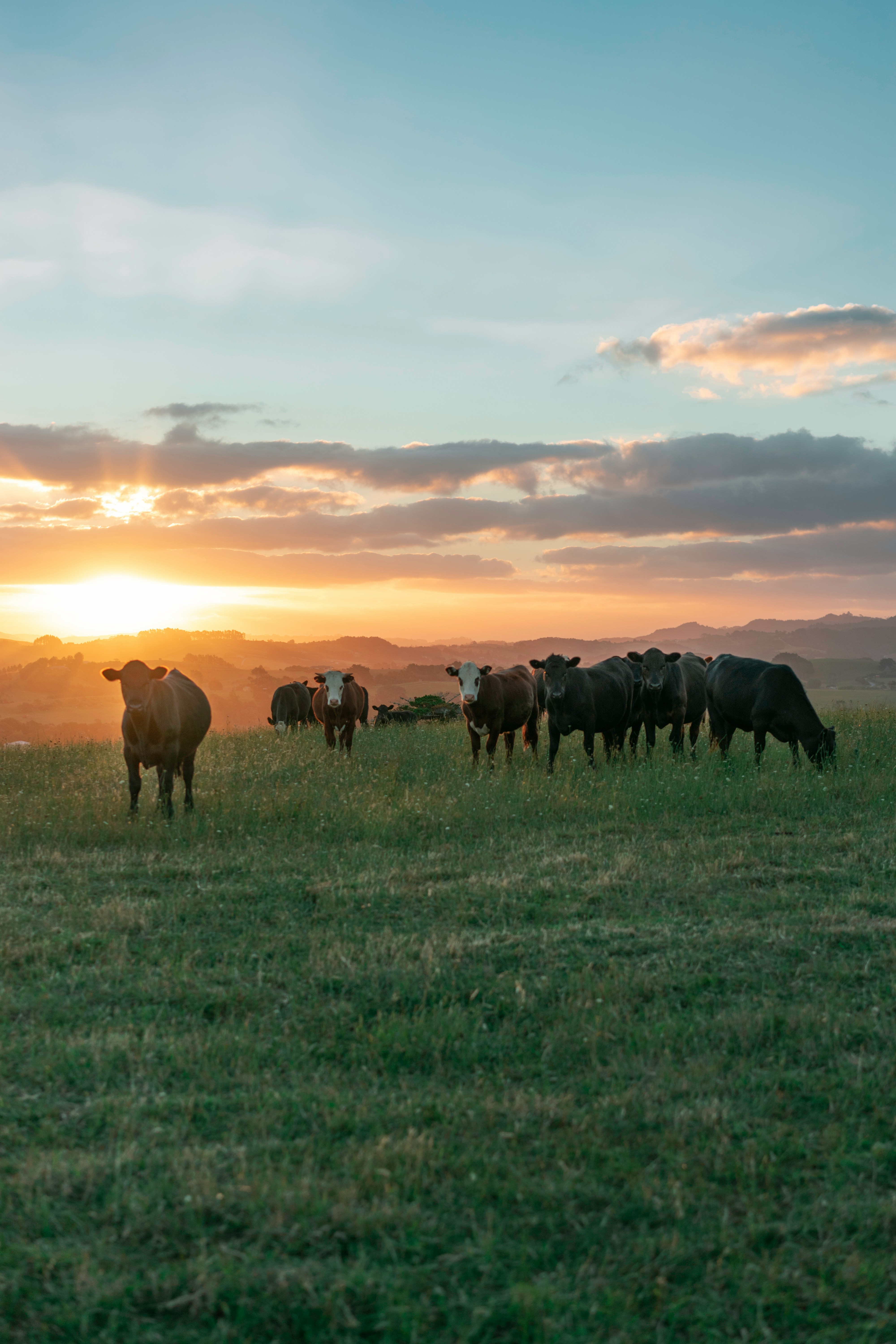 New Zealand South Island pastures — source of Crown Powder's hydroxyapatite